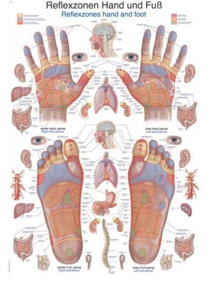 Hand- en voetreflexzones